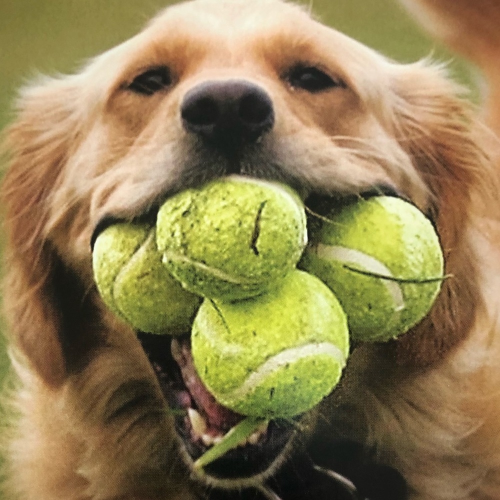 Meet your Posher, Antonia